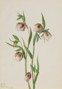 Latarnia Białej Wróżki Calochortus albus, 1933. autorstwa Mary Vaux Walcott