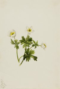 Globeflower biały (Trollius albiflorus) autorstwa Mary Vaux Walcott