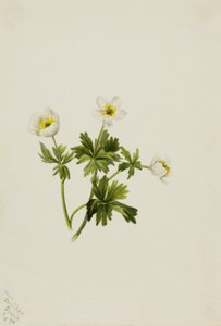 Biały Globeflower Trollius albiflorus, 1899. autorstwa Mary Vaux Walcott