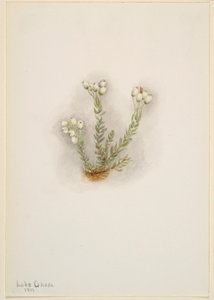 Wrzosiec biały (Phyllodoce grandiflora) autorstwa Mary Vaux Walcott