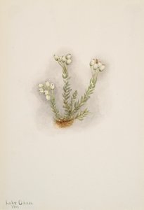 Biały wrzos Phylodoce grandiflora, 1901. autorstwa Mary Vaux Walcott