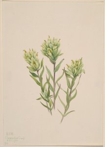 Biały pędzel indyjski (Castilleja occidentalis) autorstwa Mary Vaux Walcott