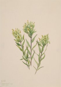 Biały indyjski pędzel Castilleja occidentalis, 1920. autorstwa Mary Vaux Walcott