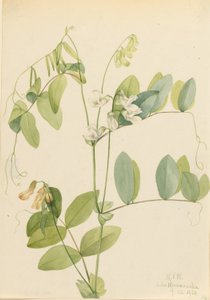 Groch biały (Lathyrus ochroleucus) autorstwa Mary Vaux Walcott