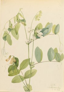Biały groszek Lathyrus ochroleucus, 1920. autorstwa Mary Vaux Walcott