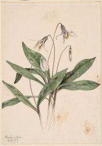 Troutlilia biała (Erythronium albidum) autorstwa Mary Vaux Walcott