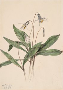 Pstrąg biały Erythronium albidum, 1919. autorstwa Mary Vaux Walcott