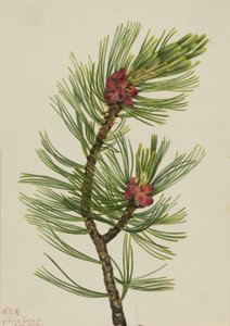 Sosna białopska Pinus albicaulis, 1924. autorstwa Mary Vaux Walcott