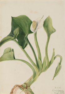 Kalia błotna (Calla palustris) autorstwa Mary Vaux Walcott