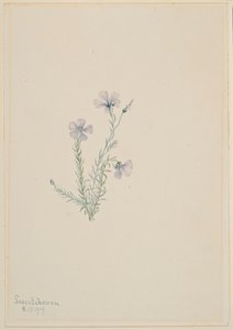 Len dziki (Linum lewisii) autorstwa Mary Vaux Walcott