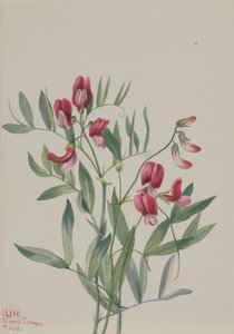Dziki groszek Lathyrus decaphyllus, 1938.