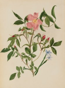 Dzika róża i niebieskooka trawa (gatunki Rosa i Sisyrinchium) autorstwa Mary Vaux Walcott