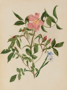 Dzika róża i trawa niebieskooka gatunki Rosa i gatunki Sisyrinchium, b.d. autorstwa Mary Vaux Walcott