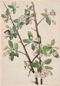 Dziki słodki krab (Malus coronaria) autorstwa Mary Vaux Walcott