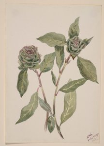 Wierzba (Salix) autorstwa Mary Vaux Walcott