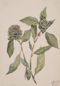Wierzba Salix, 1900. autorstwa Mary Vaux Walcott