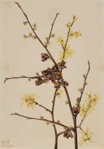 Oczar wirginijski (Hamamelis virginiana) autorstwa Mary Vaux Walcott