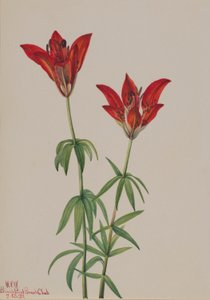Lilia drzewiasta (Lilium philadelphicum) autorstwa Mary Vaux Walcott