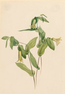 Wood Merrybells Uvularia perfoliata, b.d. autorstwa Mary Vaux Walcott