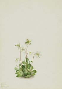 Nimfa drzewna (Moneses uniflora) autorstwa Mary Vaux Walcott