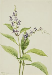 Jarmułka drewniana Scutellaria serrata, 1917. autorstwa Mary Vaux Walcott