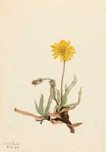 Włochaty Agoseris Agoseris villosa, 1919. autorstwa Mary Vaux Walcott