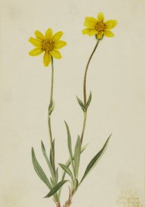 Arnica włochata Arnica tomentosa, 1920. autorstwa Mary Vaux Walcott