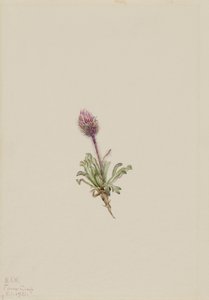 Wełnianka (Erigeron lanatus)