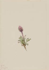 Pchła wełniana Erigeron lanatus, 1921. autorstwa Mary Vaux Walcott