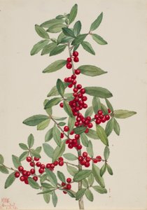 Yaupon (Ilex vomitoria) autorstwa Mary Vaux Walcott