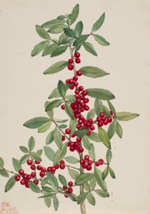 Yaupon Ilex vomitoria, 1926. autorstwa Mary Vaux Walcott