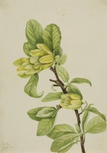 Magnolia żółta (Magnolia cordata) autorstwa Mary Vaux Walcott