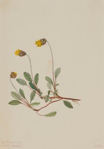 Dryada żółta (Dryas drummondii) autorstwa Mary Vaux Walcott