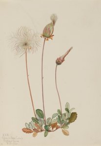 Dryad żółty (owoc) (Dryas drummondii) autorstwa Mary Vaux Walcott