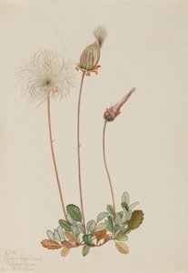 Owoc driady żółtej Dryas drummondii, 1920. autorstwa Mary Vaux Walcott