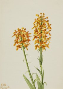 Storczyk z żółtą frędzlami Habenaria ciliaris, 1926. autorstwa Mary Vaux Walcott