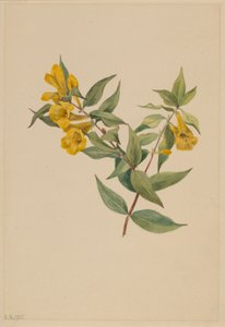 Jeżówka żółta (Gelsemium sempervirens) autorstwa Mary Vaux Walcott