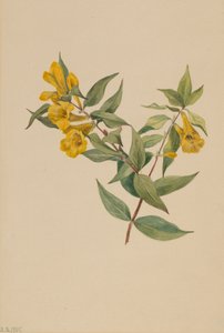 Żółty Jessamine Gelsemium sempervirens, 1905. autorstwa Mary Vaux Walcott