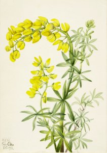 Łubin żółty (Lupinis arboreus) autorstwa Mary Vaux Walcott