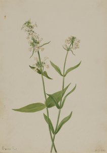 Pentstemon żółty (Pentstemon confertus) autorstwa Mary Vaux Walcott