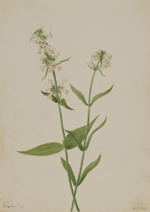 Żółty Penstemon Penstemon confittus, 1904. autorstwa Mary Vaux Walcott