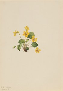 Żółto-fioletowa altówka orbiculata, 1916. autorstwa Mary Vaux Walcott