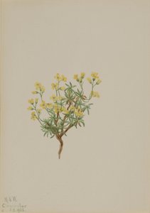 Żółta trawa wierzbowa autorstwa Mary Vaux Walcott