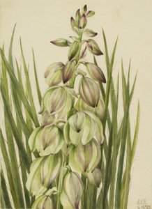 Yucca (Yucca baileyi) autorstwa Mary Vaux Walcott