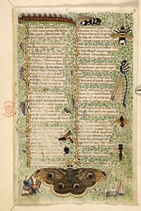 Dodać. 28841, f.4: Osy, ćmy, ważki i gąsienica, z traktatu o cnotach i wadach oraz anonimowa historia prozy Sycylii (fragment), ok. 1330-40 (welum)