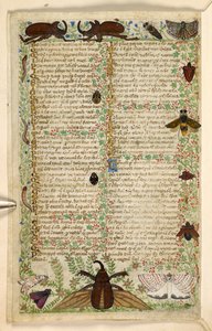 Dodać. 28841, f.4v: ćmy i rogate chrząszcze, z traktatu o cnotach i wadach oraz anonimowa historia prozy Sycylii (fragment), ok. 1330-40 (welum)