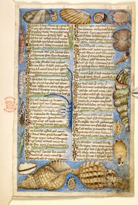 Dodać. 28841, f.5: Muszle i stworzenie morskie, z traktatu o cnotach i wadach oraz anonimowa historia prozy Sycylii (fragment), ok. 1330-40 (welum)