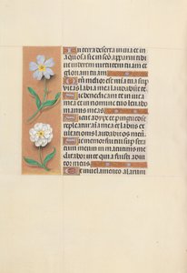 Godziny królowej Izabeli Katolickiej, królowej Hiszpanii: Fol. 117v, ok. 1500. autorstwa Master of the First Prayerbook of Maximillian