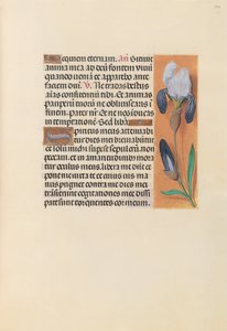 Godziny królowej Izabeli Katolickiej, królowej Hiszpanii: Fol. 244r, ok. 1500. autorstwa Master of the First Prayerbook of Maximillian