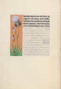 Godziny królowej Izabeli Katolickiej, królowej Hiszpanii: Fol. 79v, ok. 1500. autorstwa Master of the First Prayerbook of Maximillian